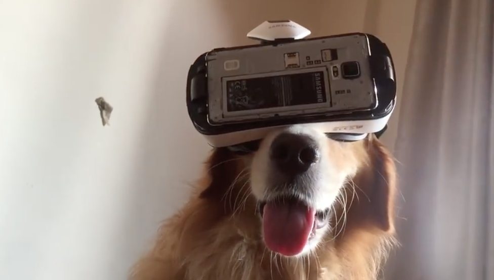 Животные в реальности. Виртуальная собака. VR животные. Кот в VR очках. Собака в ВР очках.