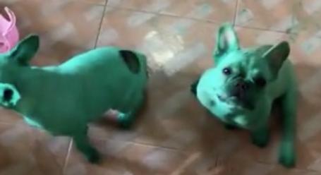 Can Dogs Have Food Coloring