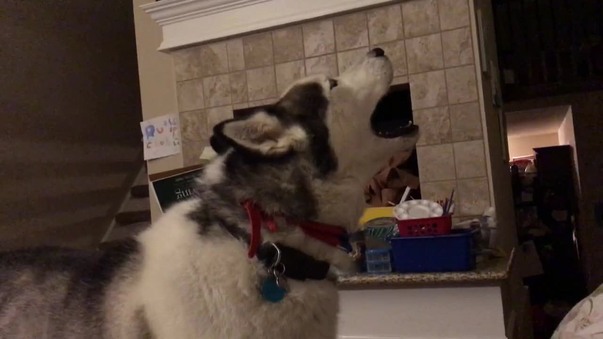 This Husky Has The Worst Howl We Ve Ever Heard Digg