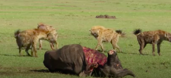 Lion Grumpily Fights Off Hyenas Trying To Steal His Food | Digg