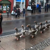 We Can't Get Enough Of This Goose Parade Marching Down The Street In Denmark