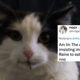 Someone On Twitter Asked For People To Send 'Am I The Asshole'-Style Posts From The Perspective Of Their Cat. The Responses Were Incredible