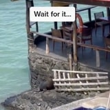 Watch This Sea Lion Attempt To Get Away With The Most Audacious Entrance Into This Luxury Resort
