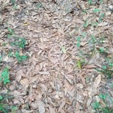 Can You Find The Copperhead In This Photo? Most People On Twitter Can't