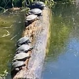 Woman Delivers Hilarious Commentary Of A Turtle Inadvertently Knocking His Companions Off This Log