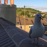 Whatever You Do, Do Not Look At Sally The Seagull