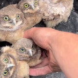 Watching This Wildlife Conservationist Place Baby Burrowing Owls Back Into Their Burrow Is Mesmerizing