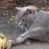 Someone Captured A Turtle Ruining This Cat's Whole Day