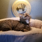 Someone Shared Photos Of A Cat Bed Their Dad Made Out Of An Old TV. Here's The Story Behind It
