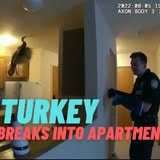 Two Bumbling Cops Attempt To Catch Obstinate Turkey In Apartment Break-In