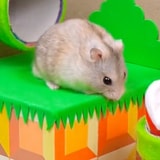 Watch A Hamster Expertly Complete A Hamster-Sized Super Mario Maze