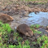 Two Rescue Beavers Team Up To Turn A Mud Puddle Into A Pond
