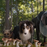 Will Ferrell, Jamie Foxx And Isla Fisher Are Dogs On A Mission In The First Trailer For Live-Action Comedy 'Strays'