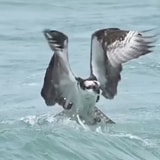 An Osprey Emerging From The Ocean With Its Prey Is A Sight To Behold
