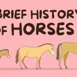 How The Domestication Of Horses Changed Everything For The Human Race