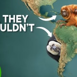 Why Monkeys Are In South America When They Really Shouldn't Be