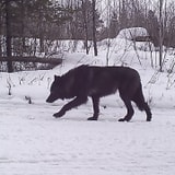 Research Project Captures Footage Of A Rare Black Wolf