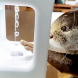 Otters React To An Anti-Gravity Water Drop Optical Illusion