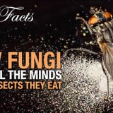 Everything You've Always Wanted To Know About Fungi, But Were Too Afraid To Ask
