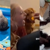 Nose Boops, Mermaid Frenchies And More Adorable TikTok Pets