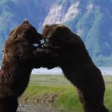 Watch Two Brown Bears Go At Each Other With Big Swipes In An Alaskan Park