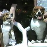 Video Cassette Collector Shows Us The Weirdest Tape He's Ever Found — A Dog Wedding