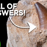 Why Teeth Make Better Fossils Than Other Body Parts