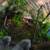 Small Action Cam Footage Shows A Cat Climbing A Tree And Jumping Down A Fence With Ease