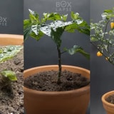 Watching This 168-Day Habanero Plant Time Lapse Is Weirdly Satisfying