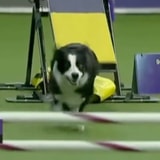 Watch This Border Collie Absolutely Smash A Dog Show Agility Course