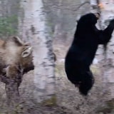 A Mother Moose Didn't Waste Any Time Chasing The Black Bear Who Was Trying To Get Its Calf