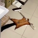 This Flying Squirrel Faking Its Own Death Is The Cutest Thing Ever