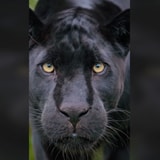 This POV Footage Of A Stalking Black Jaguar May Startle You Through The Screen