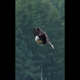 Eagle Grabs A Fish And Devours It Within Seconds While Still Midair