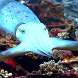 Watch This Cuttlefish Use Its Skin Like A Screen To Hypnotize Its Next Meal