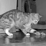 Cat And Mouse Friends Caught On Security Camera Fist Bumping, Not Fighting