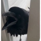 Watch This Crow Say ‘Hola’ In A Perfect Spanish Accent