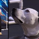 This Three-Legged Dog's Powerful Story And Undeniable Skill Brings Out Tears On 'AGT'