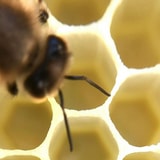 How Bees Have Out Smarted Us In Math For Millions Of Years