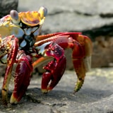 Experience The Ridiculously Hard Journey This Crab Has To Take For A Snack