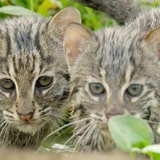 These Baby Wild Cats Are Terrible At Fishing, But They Are Adorable