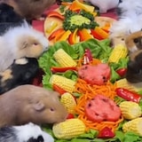 Feeding 150 Pet Guinea Pigs Takes More Than You'd Imagine