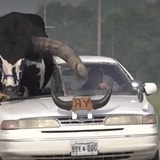 Giant Bull Hitching Ride With A Friend Pulled Over By Police In Nebraska