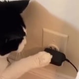 Cat Outmaneuvers Automatic Feeder To Get Dinner On Demand