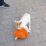 Stray Cat Steals A Bag Of Chicken To Feed Her Hungry Kittens