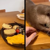 Your Breakfast Is Under Attack From The Cutest Otter We've Ever Seen