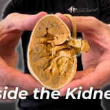 Anatomy Expert Show How Much Blood Your Kidneys Can Filter In 24 Hours