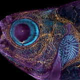 The 2023 Photomicrography Competition Winners Will Make You Appreciate Earth's Minute Details