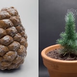 Watch A Pine Cone Turn Into A Tree In This Silky-Smooth Time-Lapse