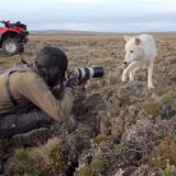 Snow Puppies: BBC Earth Crew Meets The Most Curious Arctic Wolves
